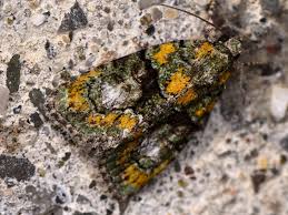 Image result for Cryphia algae