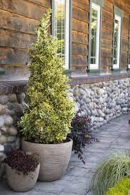 We did not find results for: Chollipo Euonymus
