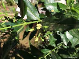 Image result for Kraussia floribunda