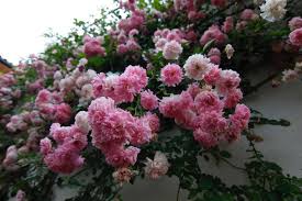 Maybe you would like to learn more about one of these? Conoce El Rosal Pitimini O Rosa Miniatura Y Sus Cuidados