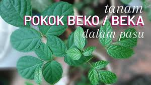 Buah pelaga merupakan rempah yang kedua mahal selepas saffron. V18 Pokok Beko Beka Pokok Ulam Yang Susah Nak Jumpa Di Bandar Kita Tanam Dalam Pasu Youtube