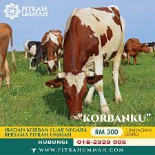 Inilah dia lembu aqiqah anak saya, cukup syarat insyaallah. Aqiqah Qurban Luar Negara