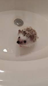 libby is always happy after a bath