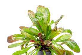 Image result for Samolus