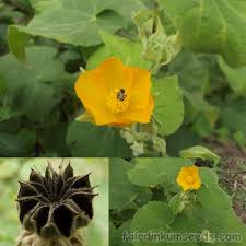 Image result for Abutilon indicum