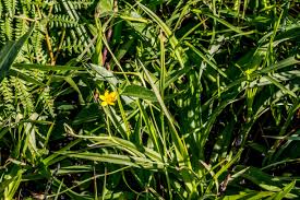 Image result for Hypoxis angustifolia