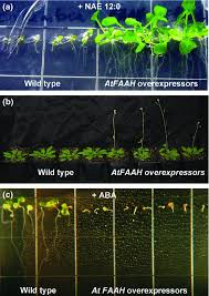 Fredagen inleddes med ett mysigt pyjamasparty med återstoden av dagen (åhhh…) och de godaste scones jag någonsin ätit. N Acylethanolamines Lipid Metabolites With Functions In Plant Growth And Development Blancaflor 2014 The Plant Journal Wiley Online Library