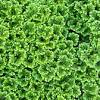 Ze groeien snel, breiden zich uit met (ondergrondse) uitlopers en vormen zo een dicht aaneengesloten, groen tapijt. 3