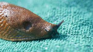 Snail Trail On Your Wall Slugs Crawl Through Your House At Night World Today News