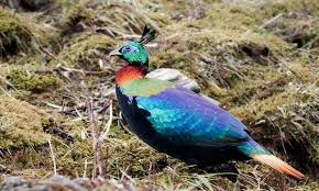 Animals can be categorized as domestic, birds, mammals, insects, reptiles, sea animals, wild and farm animals. 7 Himalayan Monal Nepal S National Bird Is Sometimes Called The Himalayan Monal And Is Part Of The Pheasant Family Its A National Animal Animals Bird Hunting