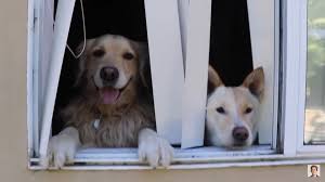 Link And A Dog S Name I Forget Lol Vlog Squad Youtubers Vlogging