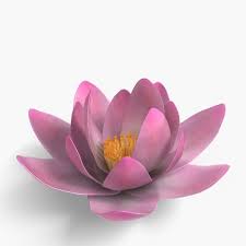 Image result for flowers against white background
