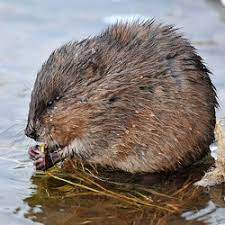 Muskrats are most notorious for their burrowing activities around bodies of water. Muskrat Removal Trapping Control Get Rid Of Muskrats