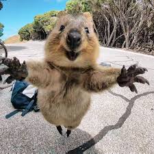 Perth Cutest Quokka Photo Captured By Campbell Jones On Rottnest Island Happy Animals Cute Baby Animals Funny Animals