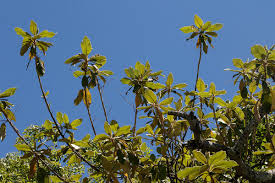 Image result for Tarchonanthus trilobus