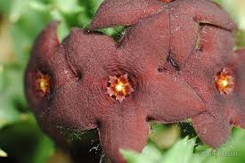 Image result for Orbea maculata