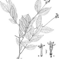 Image result for Gnidia mollis