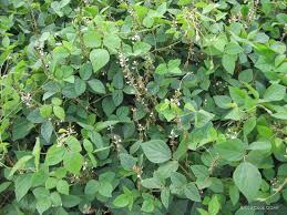 Image result for Neonotonia wightii