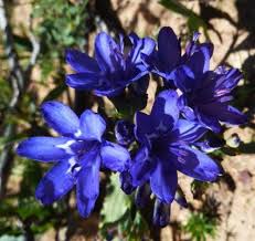 Image result for Dichaetanthera corymbosa