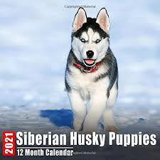 Lara is the front puppy with the floppy ears and pink nose! Mini Calendar 2021 Siberian Husky Puppies Cute Siberian Husky Puppy Photos Monthly Small Calendar With Inspirational Quotes Each Month Pretty Calendars Siberia Huskyz 9798657371437 Amazon Com Books