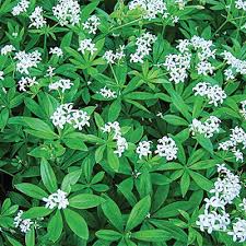 Image result for Galium