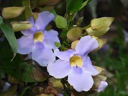 Image result for Thunbergia gossweileri