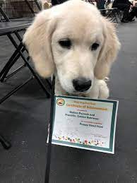 Garrow page on free siberian husky puppies for adoption. Welcome To Young Ridge Goldens Kennels
