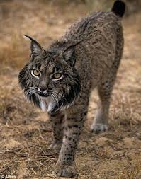 Iberian Lynx Animals Beautiful Endangered Animals Iberian Lynx