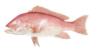Dalam memancing ikan kakap , kita tidak bisa sembarangan memberikan umpan. Ikan Kakap Merah Hewan Gambar Gratis Di Pixabay