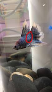 Diseases My Aquarium Club