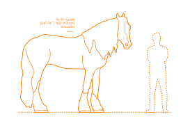 Shire Horse Dimensions Drawings Dimensions Com