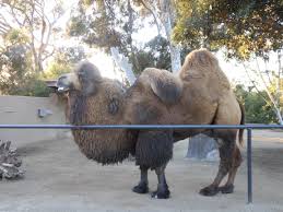 Today, most of these animals are kept in a domestic state for their wool and for labour, and the wild camel faces extinction. My Affs Animal Friends Forever At The San Diego Zoo Rain4river