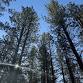 Natural History Pub: Life in the Forest Canopy