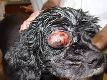 The english coonhound was first registered by ukc in 1905, under the name of english fox & coonhound. Eye Proptosis In Dogs Barkuptoday