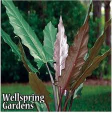 Like the alocasia micholitziana, this plant has green leaves with bright white veins. Lauterbachiana Elephant Ear Live Plant Alocasia Etsy