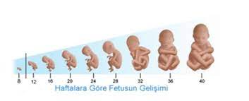 Ve ağırlığı da yaklaşık 560 gram dolaylarında. Gebelikte Hafta Hafta Bebegin Boyu Ve Kilosunu Hesaplama Gebe Com