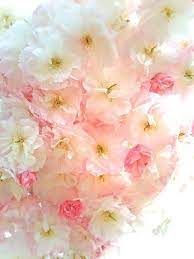 9 Tumblr Pretty Flowers Flower Beauty Beautiful Flowers