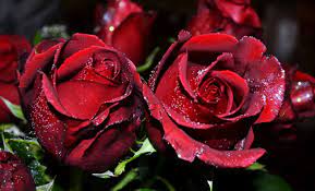 Available for hd, 4k, 5k desktops and mobile phones. Red Rose Flowers Wallpaper Flower Free Download Hd Rose Flower Flower Images Hd Download 2827x1711 Wallpaper Teahub Io