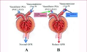 Association between calcineurin inhibitor treatment and peripheral nerve dysfunction in renal transplant recipients. Regulation Of Renal Blood Flow Glomerular Filtration In The Kidney Download Scientific Diagram