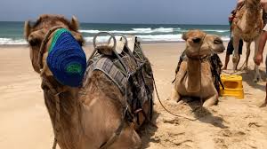 Also, at least one of its legs seems broken, although we take comfort in knowing the animal was cared for after it was freed. Australia Kills Camels In Search Of Water Video