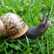 The war against snails: can gardeners ever win? | Gardens | The Guardian