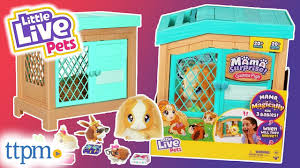 Little Live Pets Mama Surprise! Guinea Pigs from Moose Toys Review! -  YouTube