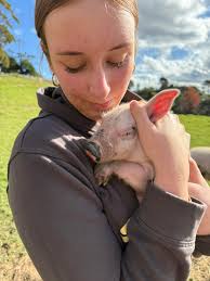 How many piggies, cows, hippos, and kiwis are in the image?