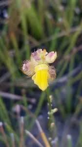 Image result for Utricularia simulans