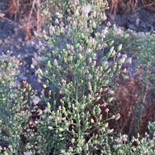 Image result for Erigeron sumatrensis