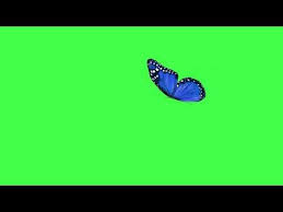 Butterfly Flying Green Screen No Copyright Royalty Free Youtube In 2020 Greenscreen Green Screen Video Backgrounds Free Green Screen