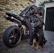 Rottweiler Motorcycle Photography Motorcycle Super Bikes
