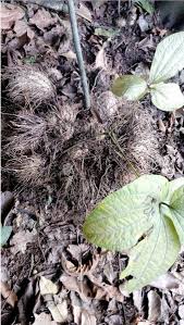 Contoh gambar pemandangan gunung yang indah dan mudah ditirukan. Jual Umbi Gadung 500 Gram Di Lapak Lin Herbal Bukalapak