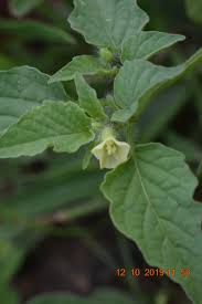 Image result for Physalis lagascae