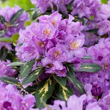 Rhododendron Goldflimmer Rhododendron Hybrid Garden Plants In 2020 Crocus Plants Beautiful Flowers Fragrant Flowers